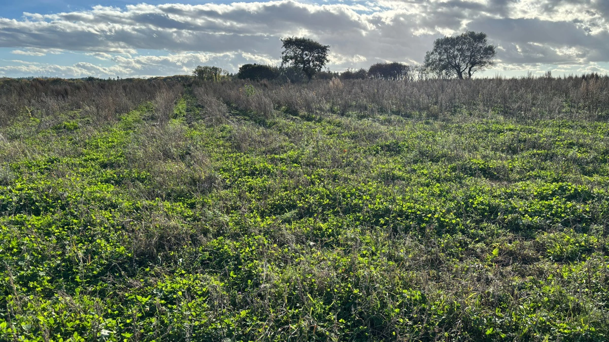 Klimaskovfonden har gang i 250 projekter landet over, hvor der rejses ny skov - som her udenfor Gl. Skørping i Himmerland. Nu kan flere komme med på vognen. Arkivfoto: Klimaskovfonden