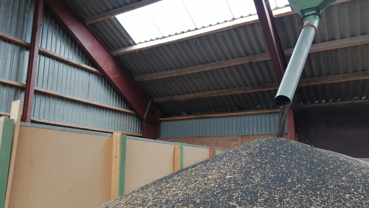 EU’s rapsbalance viser stigende produktion, men faldende lagre – et tegn på fortsat stramt marked. Foto: Camilla Bønløkke