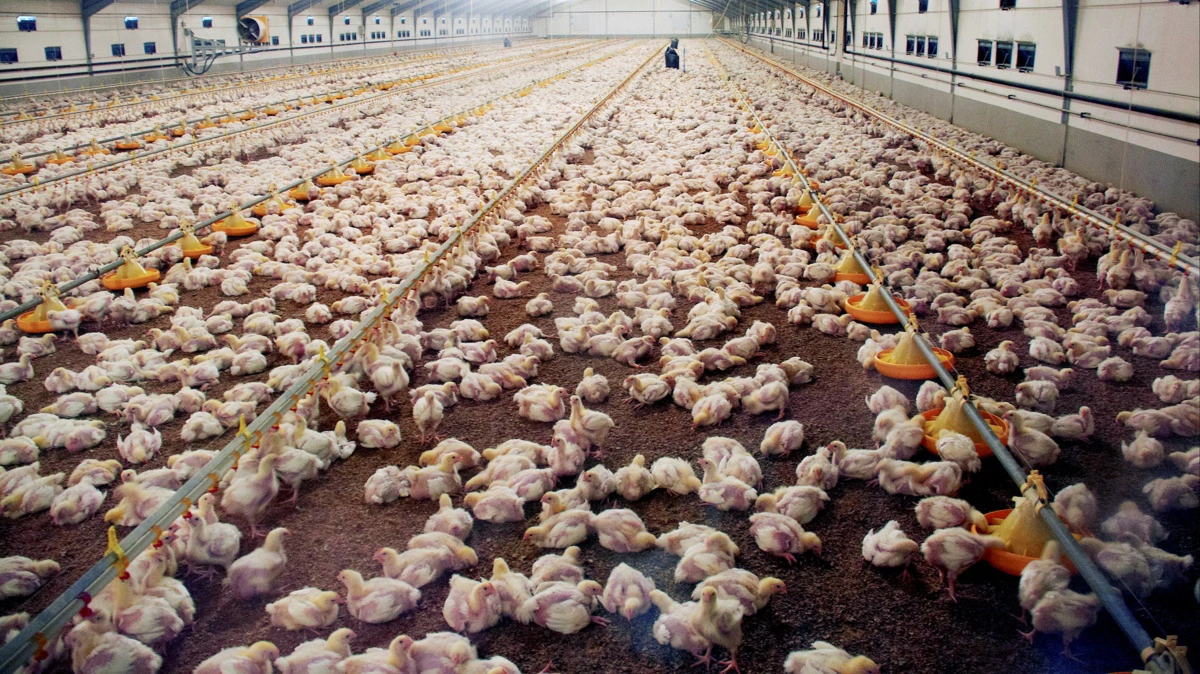 Planlagt kyllingefarm nord for Skive møder kritik fra Danmarks Naturfredningsforening, som mener placeringen strider mod regler for kystnære områder. Billedet har ikke noget konkret med sagen at gøre. Arkivfoto