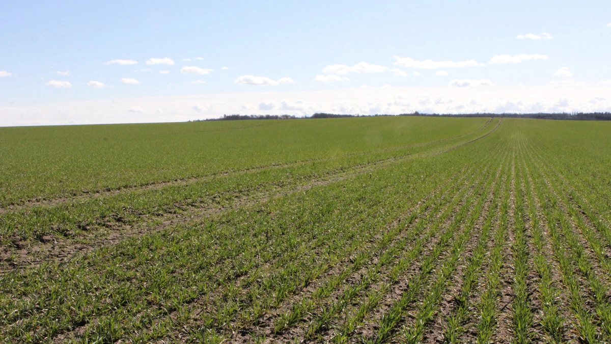 Vinterhvedens kvælstofoptag ligger under gennemsnittet ved vækststart i 2026, blandt andet som følge af en kold vinter. Arkivfoto