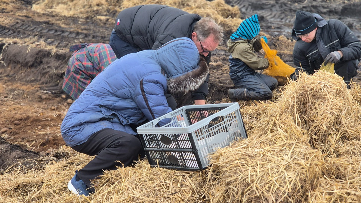 Der har været stor interesse for at komme forbi og hente karfoler i Ilskov. Ifølge Jakob Gammelgaard er der allerede blevet hentet op mod 10 tons af de kasserede kartofler. 