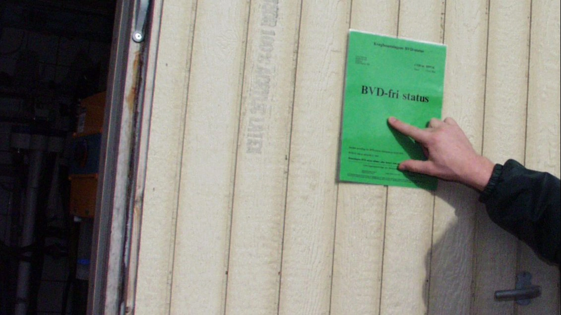 Fødevarestyrelsen går nu et skridt videre for at bevare Danmarks status som BVD-frit land. Arkivfoto