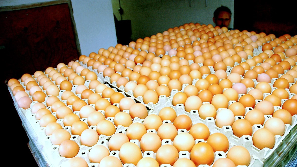 Henriks Æg i Nylars på Bornholm har normalt haft en produktion på 4000 æg om dagen. Men til oktober er det slut. Arkivfoto: Morten Ipsen