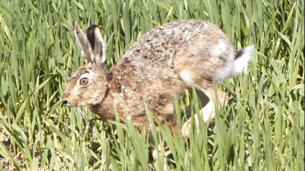 Det er naturligvis ikke haren, der gemmer påskeæg for børnene, men det er en tradition, der ligesom så mange andre, stammer fra Tyskland. Arkivfoto: Anne Wolfenberg