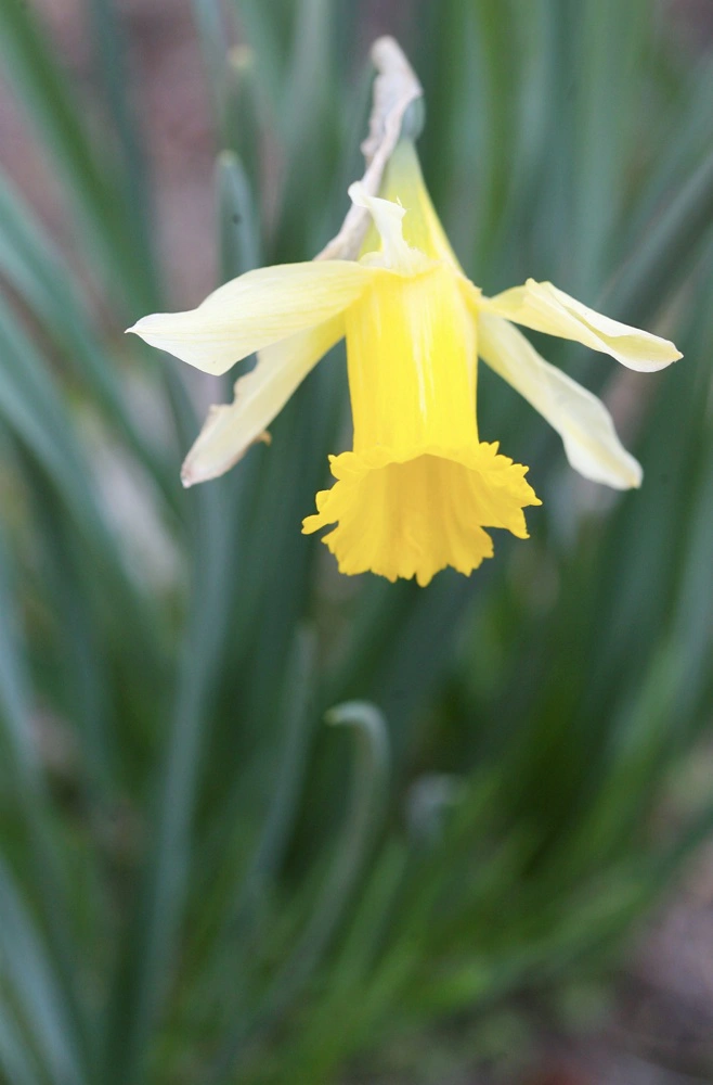 Påsken forbindes med den gule farve. Solen er gul, (påske)kyllinger er gule og mange af de tidlige forårsblomster er gule - ligesom påskeliljen. Foto: Colourbox