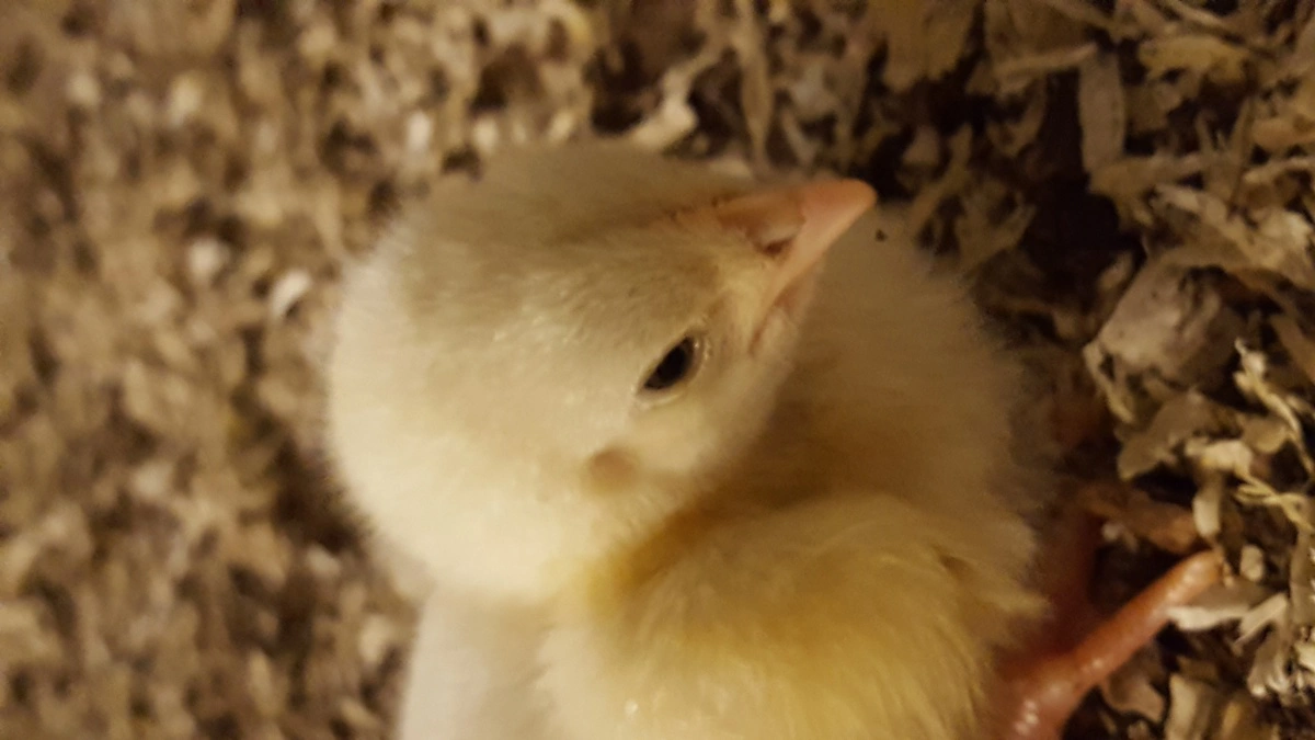 Den gule kylling, der kommer ud af ægget, er symbol på opstandelsen. Arkivfoto