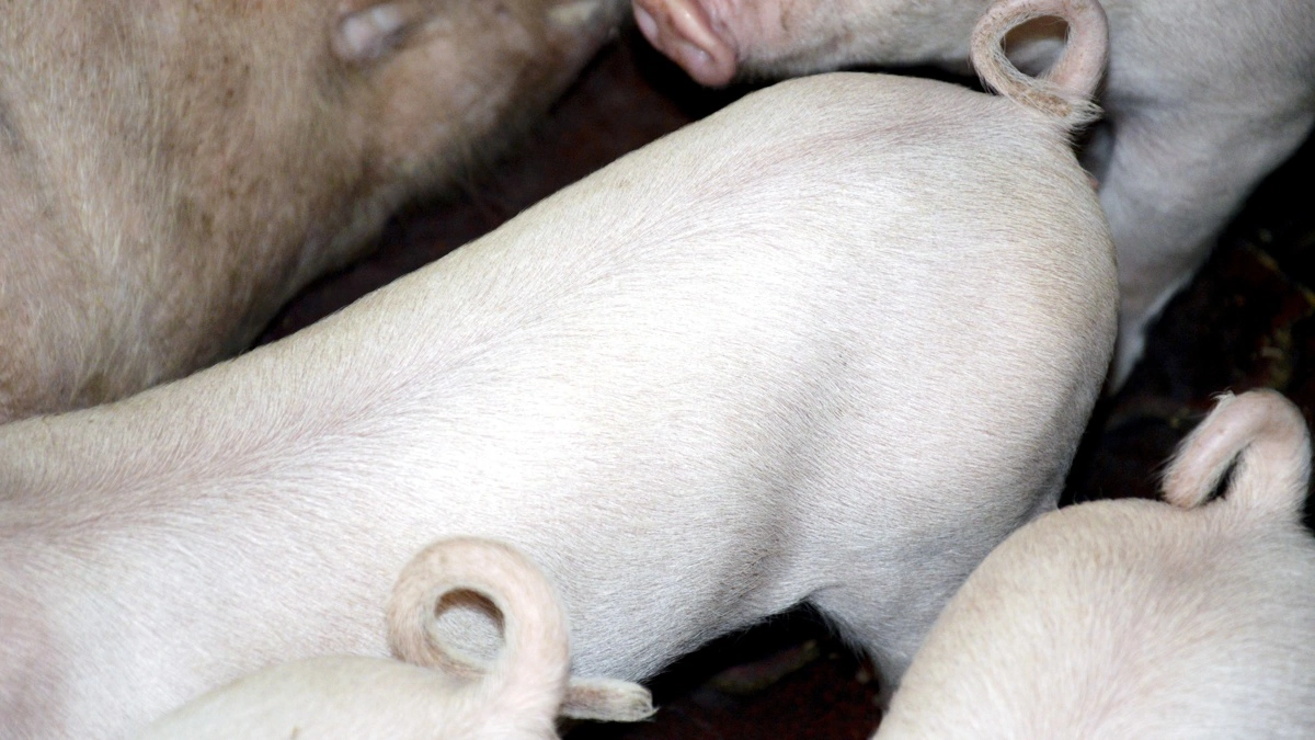 Halekupering af grise blev et omdiskuteret emne i valgkampen. En svineproducent har nu delt en video, der viser, hvordan indgrebet foregår i praksis. Arkivfoto: Camilla Bønløkke