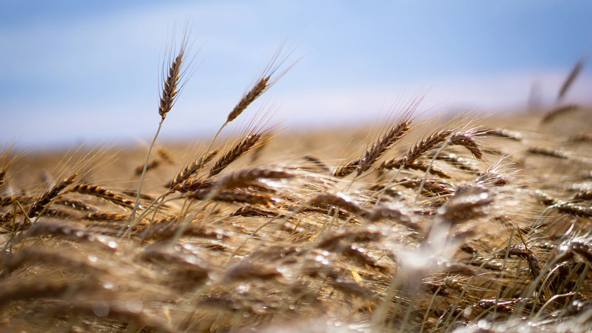 Olie- og gødningskrise kan løfte kornpriser, men danske lagre er fyldte – gammel høst bør sælges hurtigt. Arkivfoto: Daniel Barber