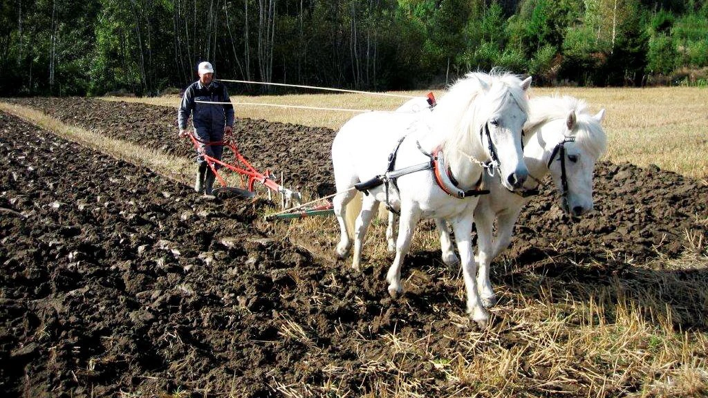 Ifølge formand for Dansk Køreforbund, Erling Larsen (billedet), har stævnet nogle af de dygtigste pløjere i Danmark med – både på heste- og traktorsiden. Arkivfoto