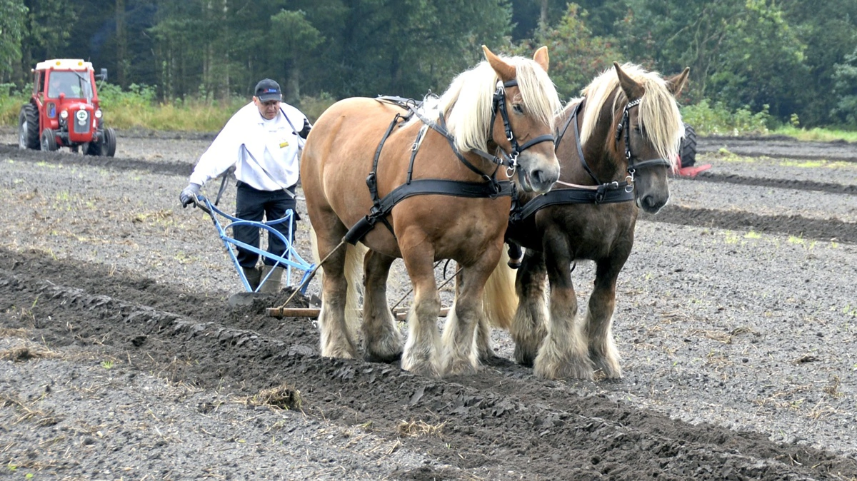 Der bliver både pløjet med heste og veterantraktorer på det 25-30 hektar store areal ved Vemb. Arkivfoto