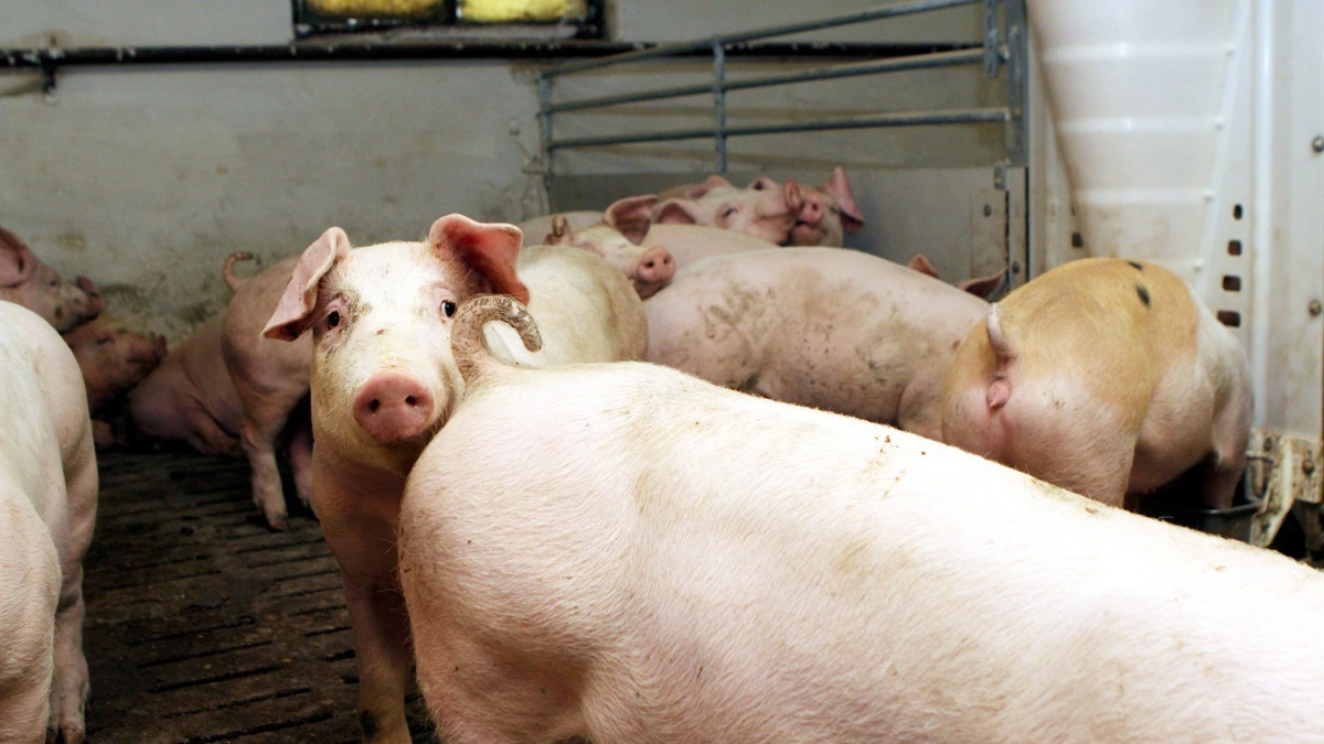 Arkivfoto: Anne Wolfenberg