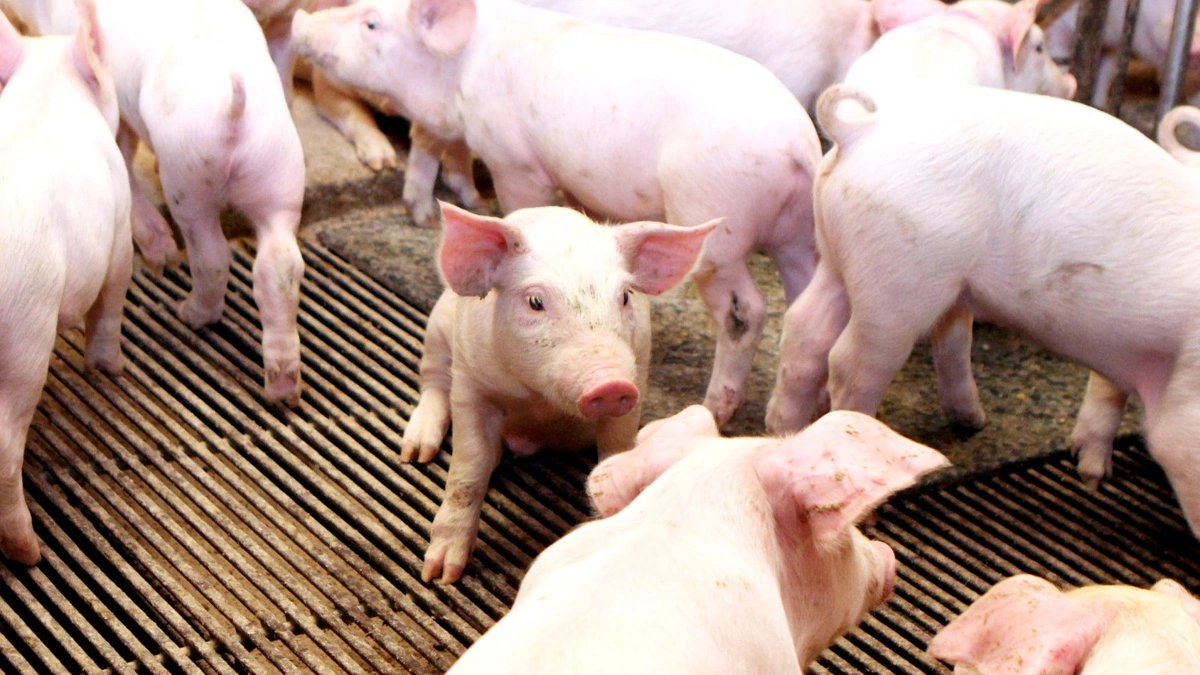 Arkivfoto; Anne Wolfenberg