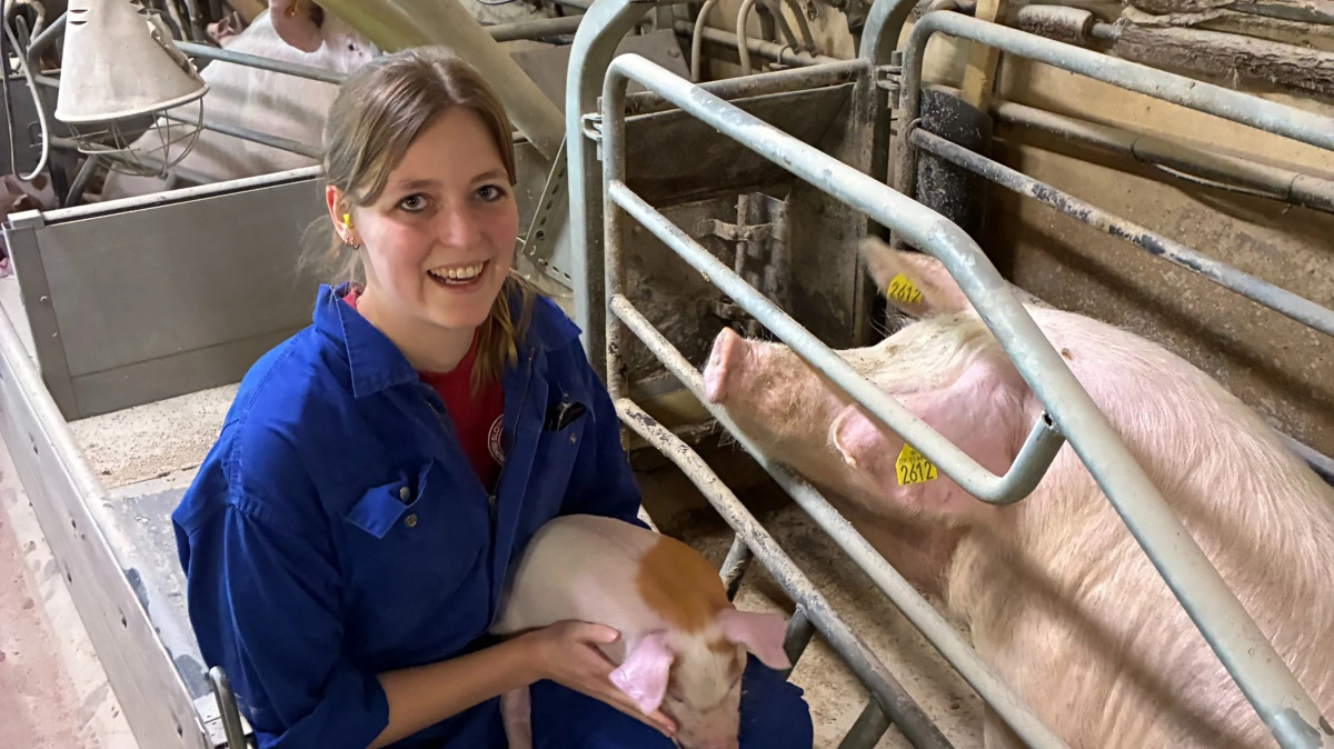 Hollandske Puck Braat er i praktik i Danmark og peger på klare retningslinjer for behandling og aflivning af syge dyr som en styrke i dansk svineproduktion. Her er hun i en dansk svinestald, hvor hun får praktisk erfaring med dyrevelfærd og sygdomshåndtering. Foto: LVK Dyrlægerne