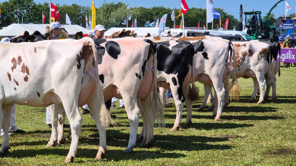 Tilmeldingen til Hjørring Dyrskue er åben. Arkivfoto: Tenna Bang