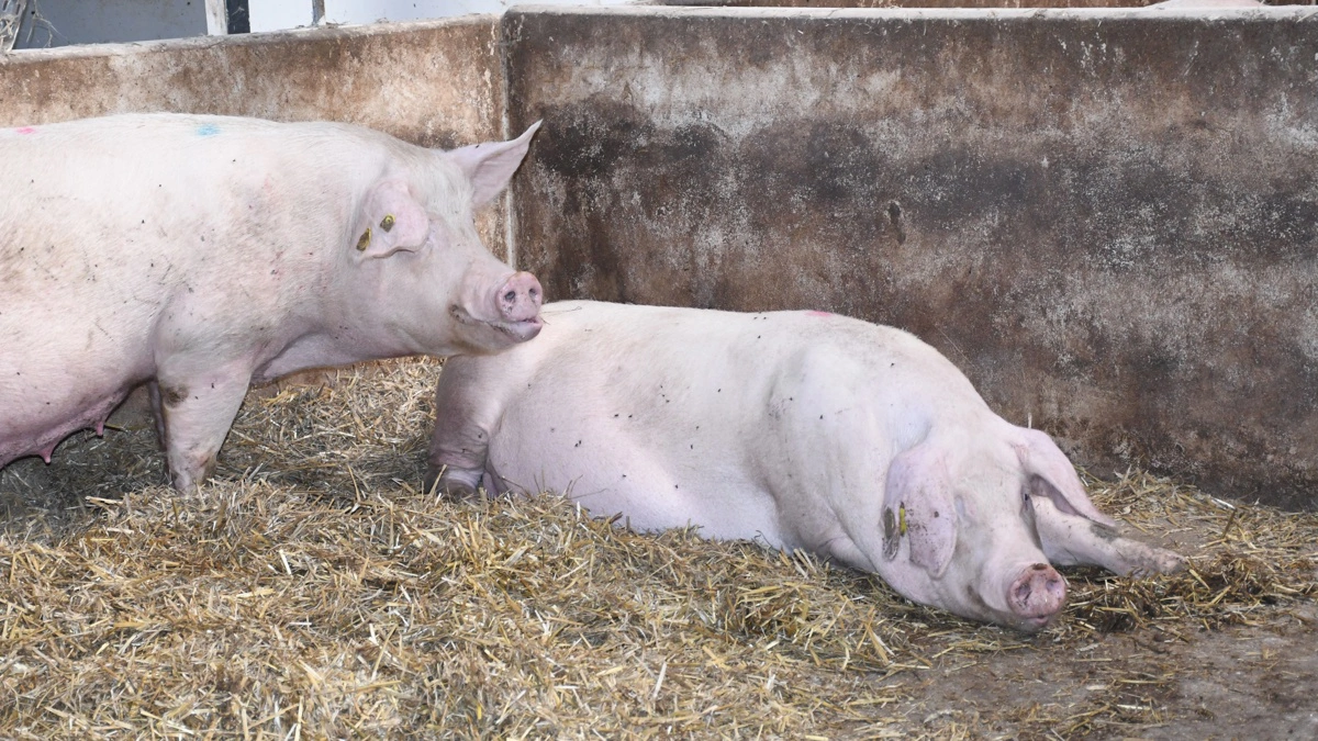 I topbesætningerne ligger DB før aflønning pr. årsso på over 10.000 kroner, mens gennemsnittet ligger på omkring 8.300 kroner. Arkivfoto: Camilla Bønløkke