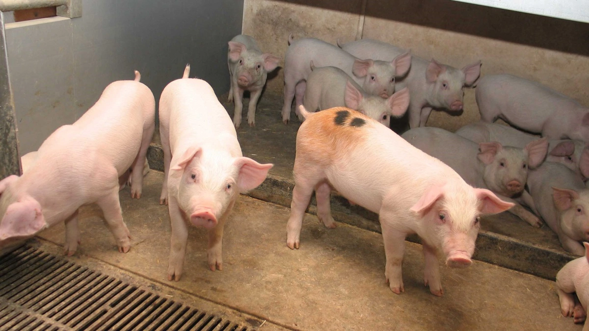 Arkivfoto: Anne Wolfenberg