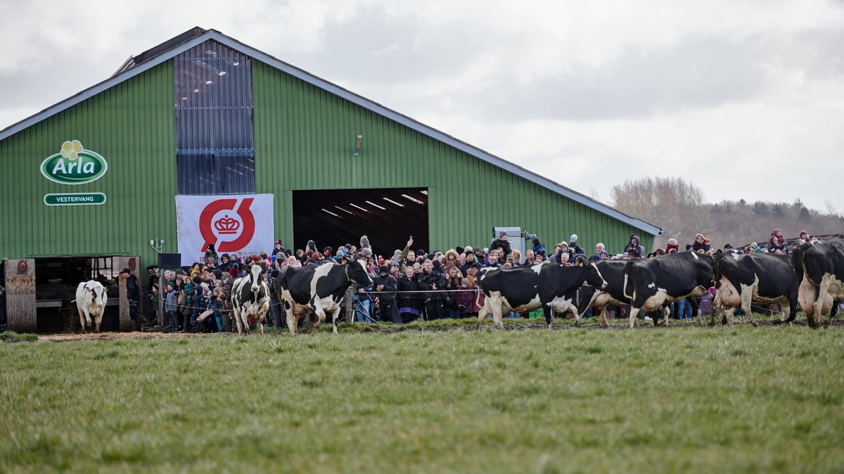 Økodagen, hvor de økologiske køer kommer på græs, er traditionen tro et sandt tilløbsstykke. Foto: Arla