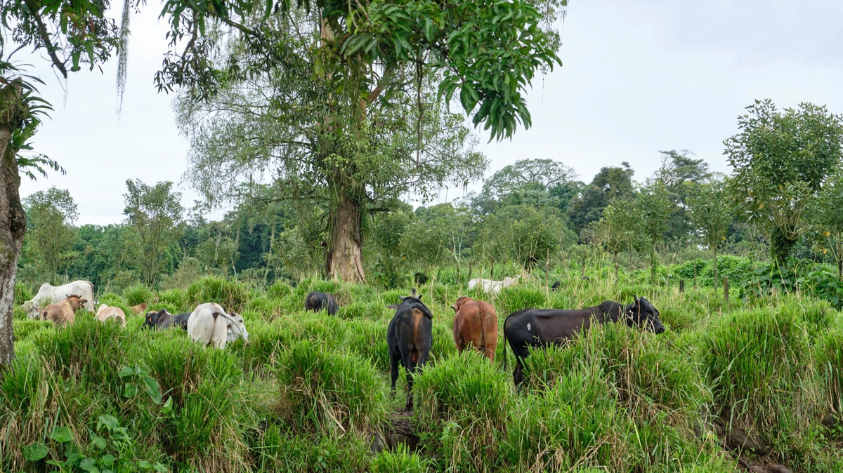Sådan ser græsmarken ud. Der er i alt 110 hektar græs af mere eller mindre samme slags som her.