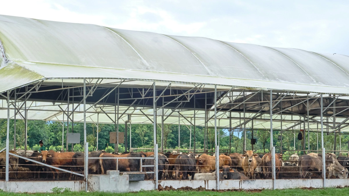 Et kig udefra og ind på en af de mange stalde, som har tag til at beskytte dyrene mod især direkte sol.