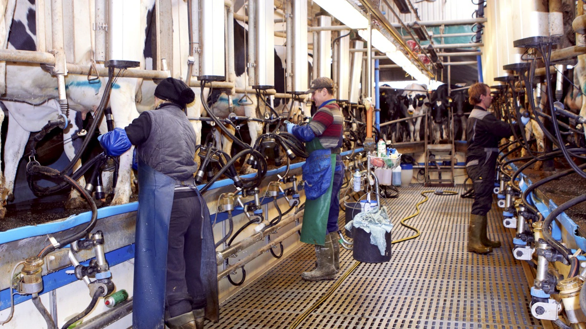 I Belgien er prisen faldet med omkring 30 procent på et år og ligger blandt de laveste i EU. Arkivfoto: Bøje Østerlund