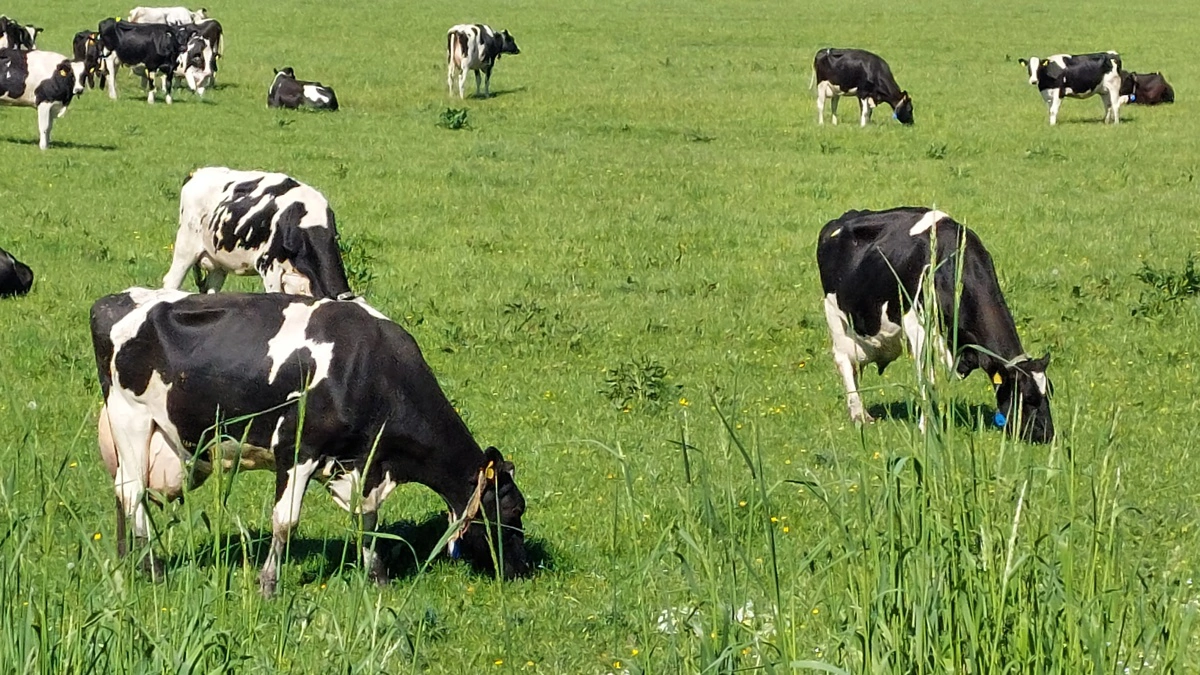 ØkologiRådgivning Danmark anbefaler en rolig tilvænning til det friske græs på marken. Arkivfoto