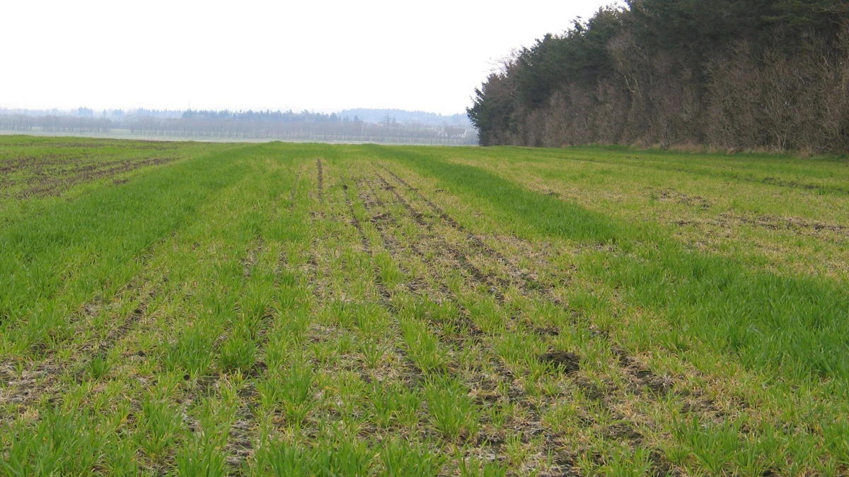 Alvorlig manganmangel i vinterbyg. Arkivfoto