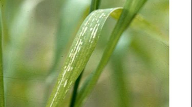 Symptomerne ses især på de yngste blade, da mangan er meget lidt mobil i planten. Foto: Seges Innovation