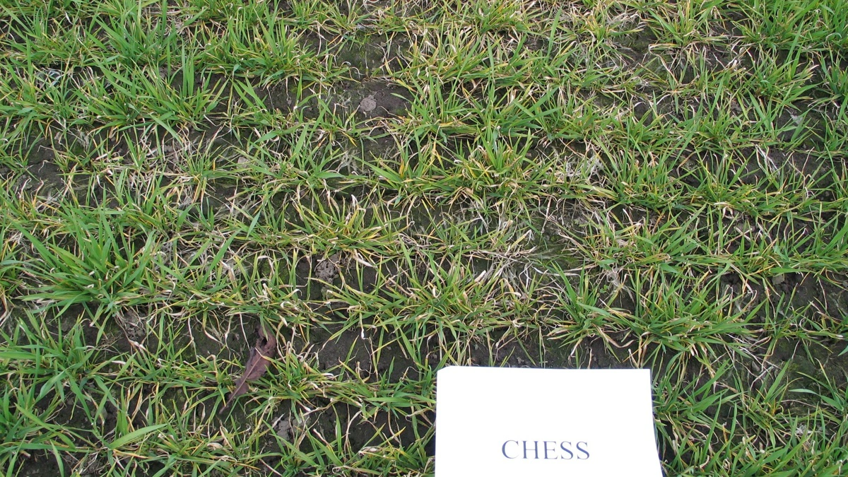 Manganmangel i vinterbyg. Arkivfoto: Heide Jaiser