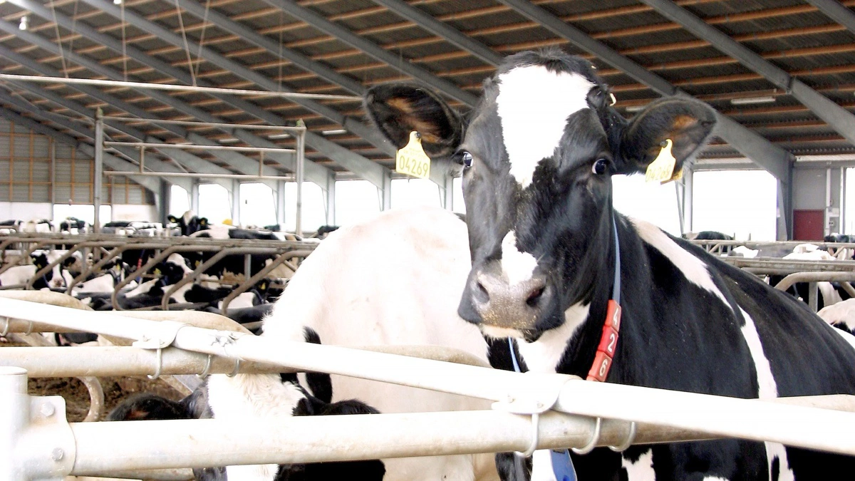 Det er første gang siden 2021, at der er blevet registreret en årlig stigning i bestanden af malkekøer. Arkivfoto