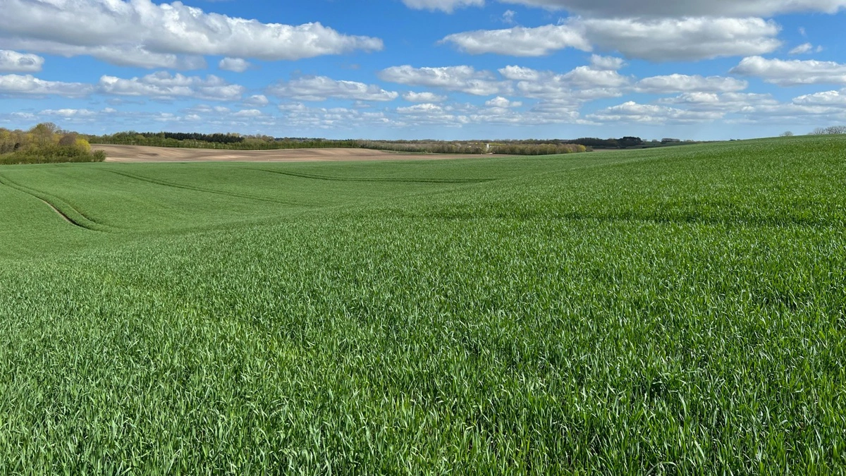 Er foråret så tørt at vintersæden går i manganmangel?