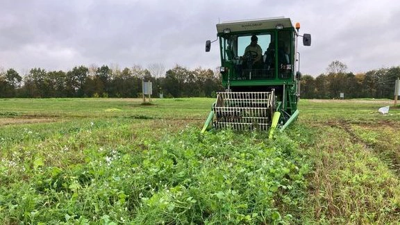 Olieræddike og vintervikke høstes i parceller ved Foulumgaard tæt på Viborg som en del af det store markforsøg i projektet Accel Biogas. Foto: Søren Ugilt Larsen