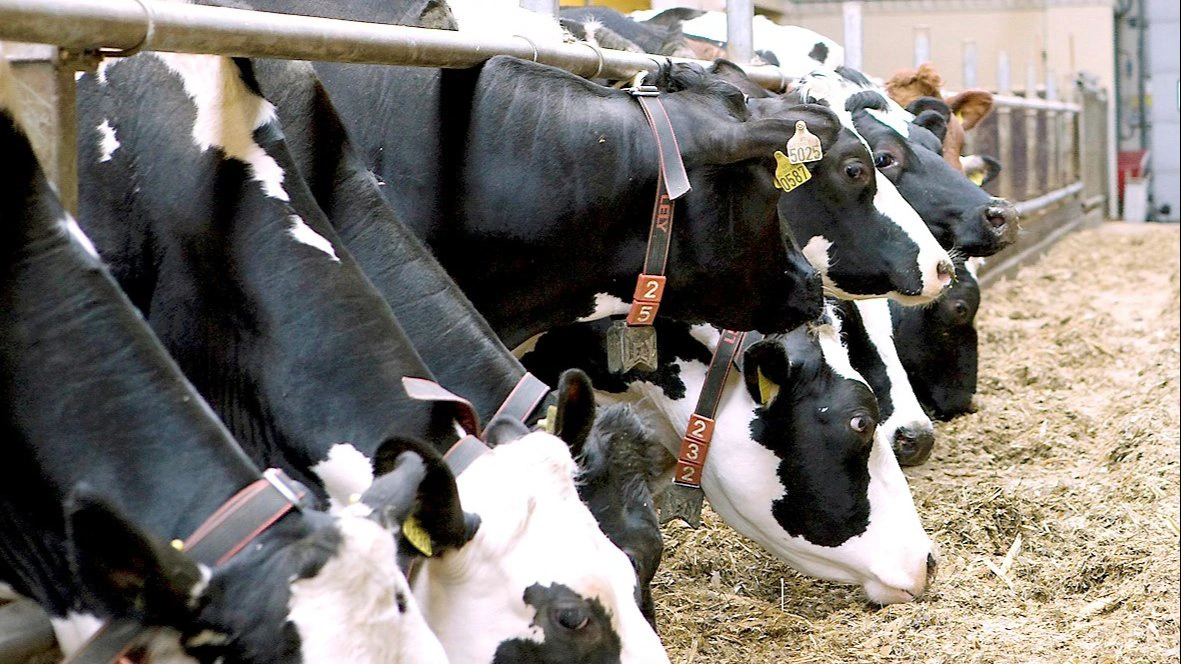 10 områder i Jylland er med til at gøre en ekstra indsats mod salmonella. Arkivfoto