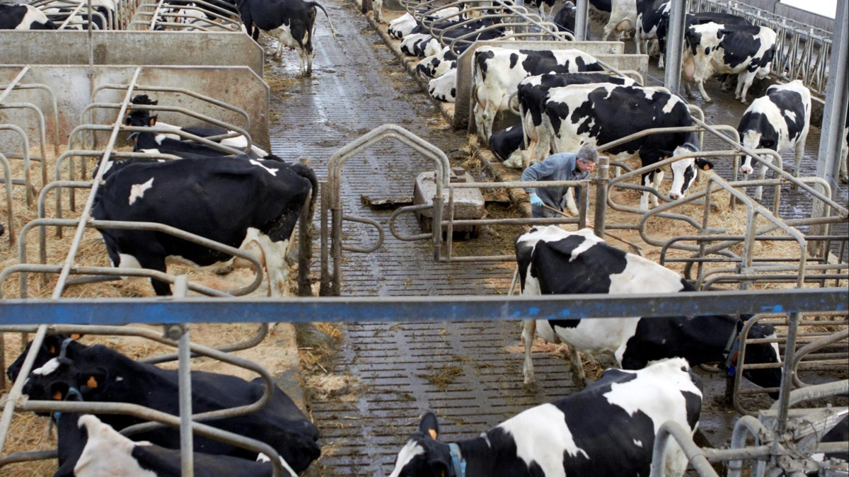 Et projekt skal forebygge og bekæmpe salmonella dublin lokalt. Arkivfoto