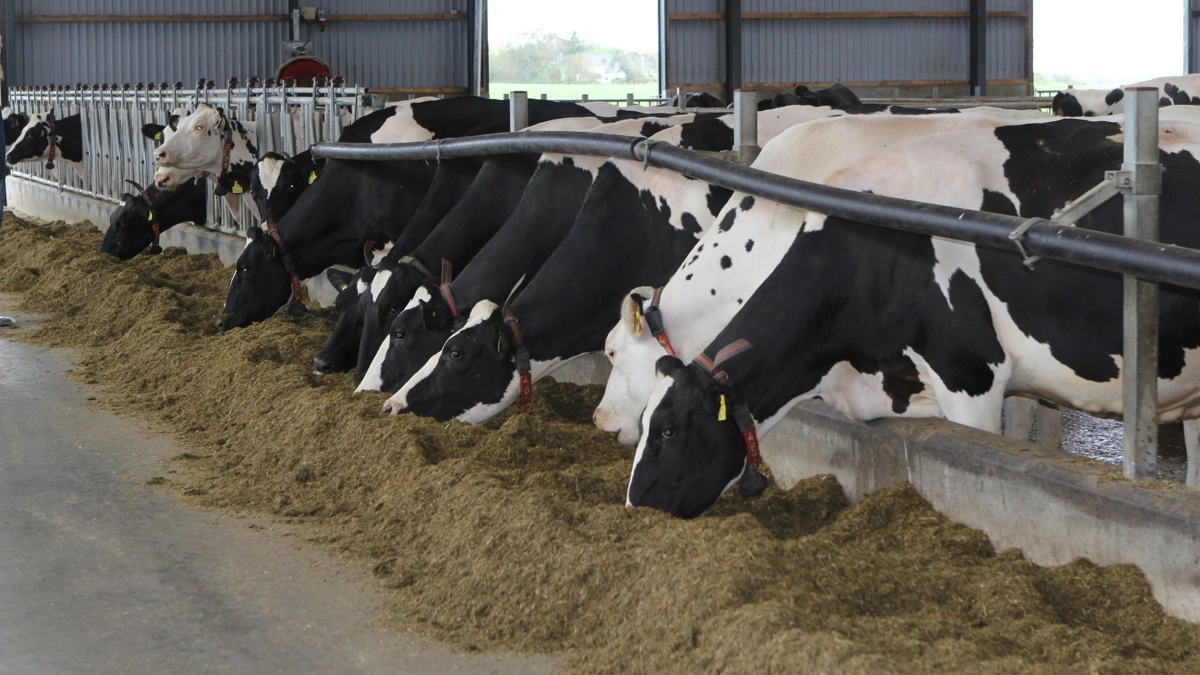 Salmonella dublin er en bakterie, der primært overføres med gødning. Arkivfoto