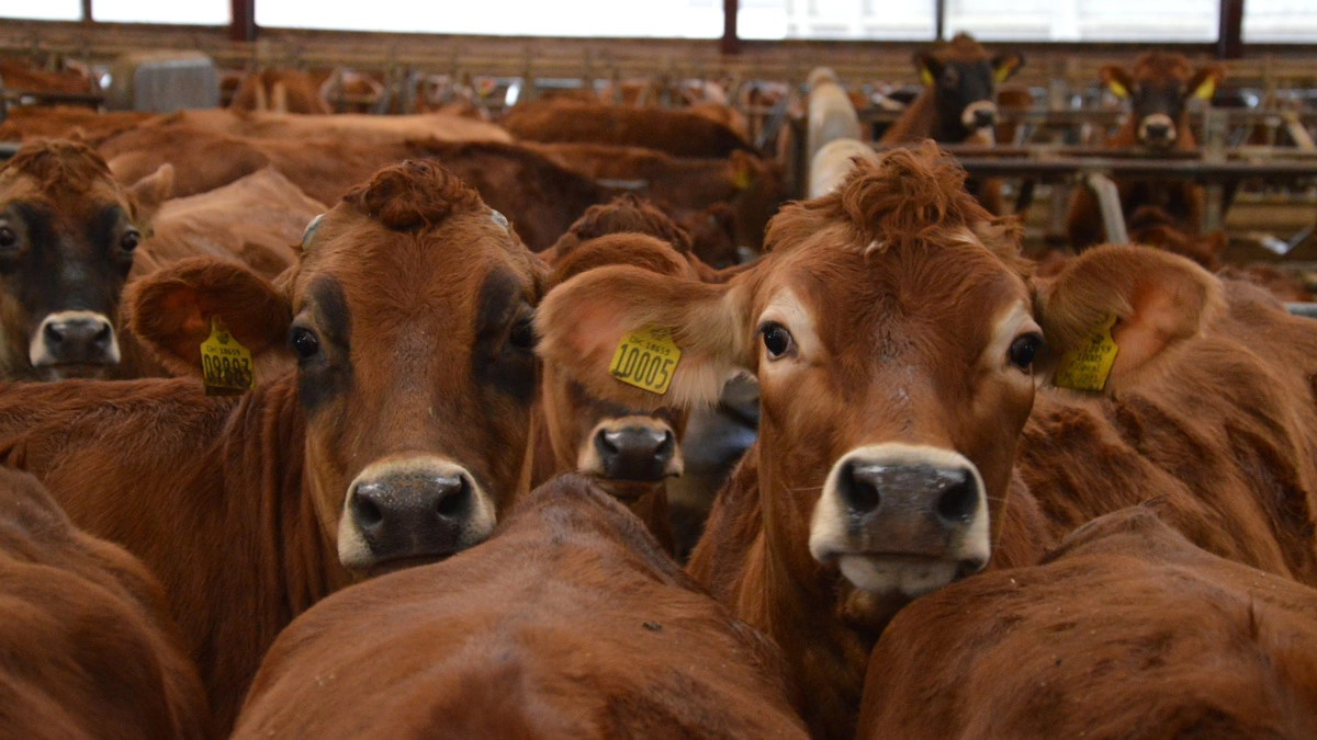 Kroniske dyr kan have bakterien i sig uden at udskille den. Men hvis de bliver stresset, kan de komme til at udskille den, fortæller Troels Løwig Larsen. Arkivfoto: Camilla Bønløkke