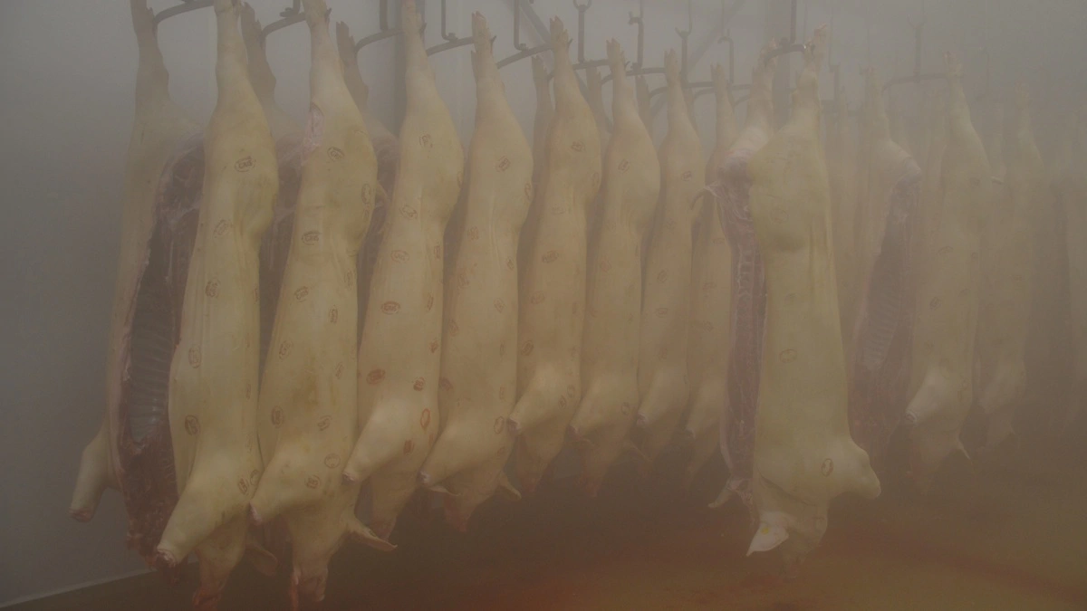 Den kinesiske grisepris faldt i slutningen af marts til et niveau næsten 30 procent lavere sammenlignet med året før. Arkivfoto: Camilla Bønløkke