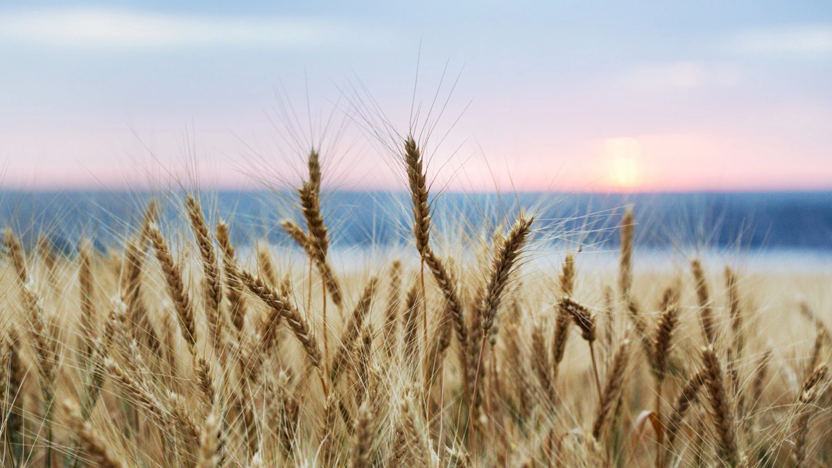 Hvede er en af Danmarks allerførste kulturplanter. Den dukkede op for omkring 7.000 år siden. Foto: Colourbox