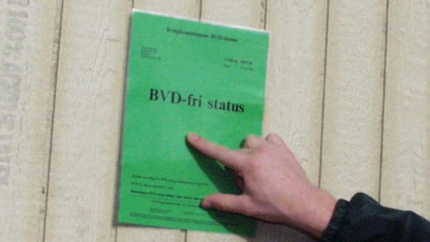 I 2022 opnåede Danmark BVD-fri status i EU, og det er den status, som lige nu beskyttes ved at suspendere den BVD-fri status i Esbjerg Kommune. Arkivfoto