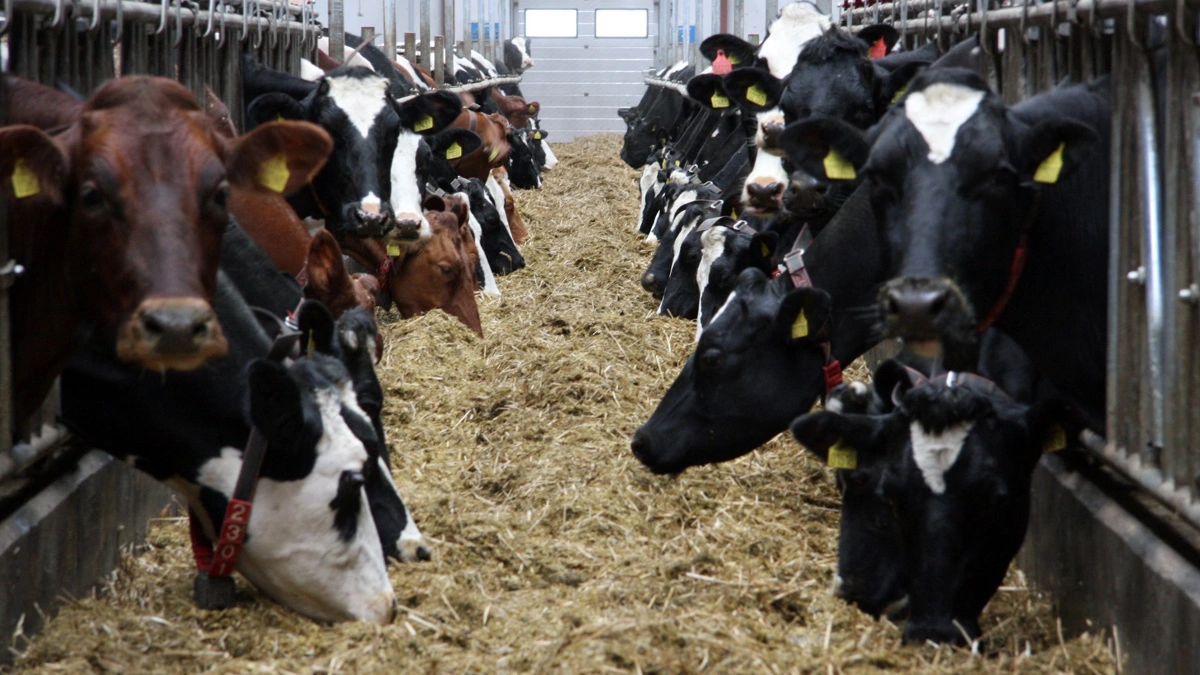 Lige nu er der konstateret BVD i besætninger i Esbjerg Kommune. Seges Innovation gennemgår her, hvad man bør være opmærksom på. Arkivfoto