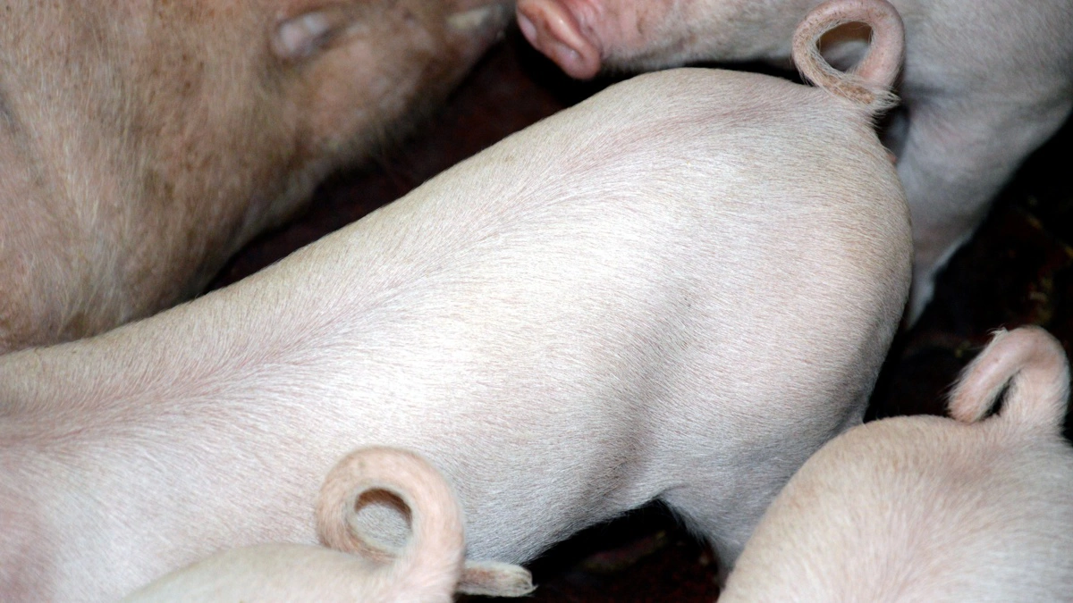 Projektet »Halefokus« - et fodrings- og rådgivningskoncept til produktion af grise med hele haler - er i gang. Arkivfoto: Camilla Bønløkke