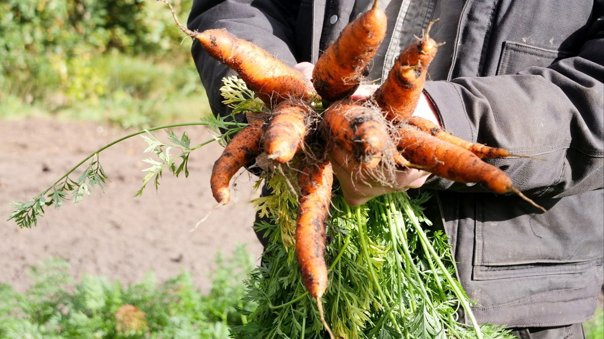 Der skal flere økologiske grøntsager på de danske marker, står det til Innovationscenter for Økologisk Landbrug. Derfor har de sat et nyt projekt i søen, hvor fokus på de økologiske grøntsager øges. Foto: Linda Rosager Duve