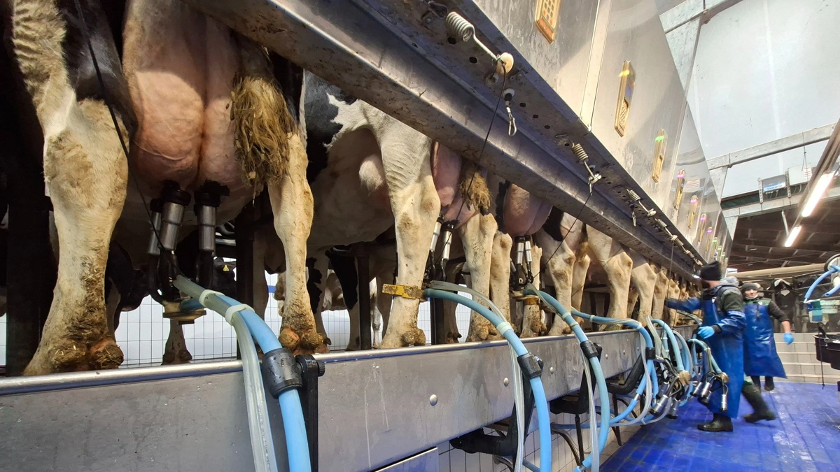 BouMatic har lanceret en ny løsning til malkning i parallelstalde – EZ Arm. Fotos: BouMatic