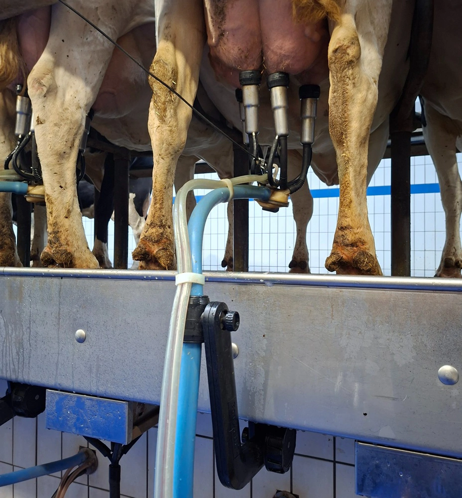 - Et malkeorgan, der hænger lige, giver ro til koen og støtter malkeren – uden at gå på kompromis med ydeevnen, siger Romain Wolfer, produktchef hos BouMatic.