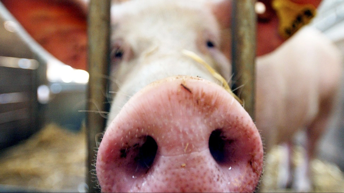 Ukraine skal investere 1,79milliarder kroner i svineproduktion for at leve op til EU-krav om dyrevelfærd og standarder. Arkivfoto