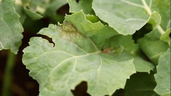 Angreb af lys bladplet i vinterraps. Foto: Ghita Cordsen Nielsen