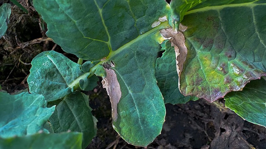 Til forveksling for lys bladplet ses her svidning efter fasthængende gødningskorn på nedre blad i raps fotograferet 7. april 2026. Foto: Ghita Cordsen Nielsen