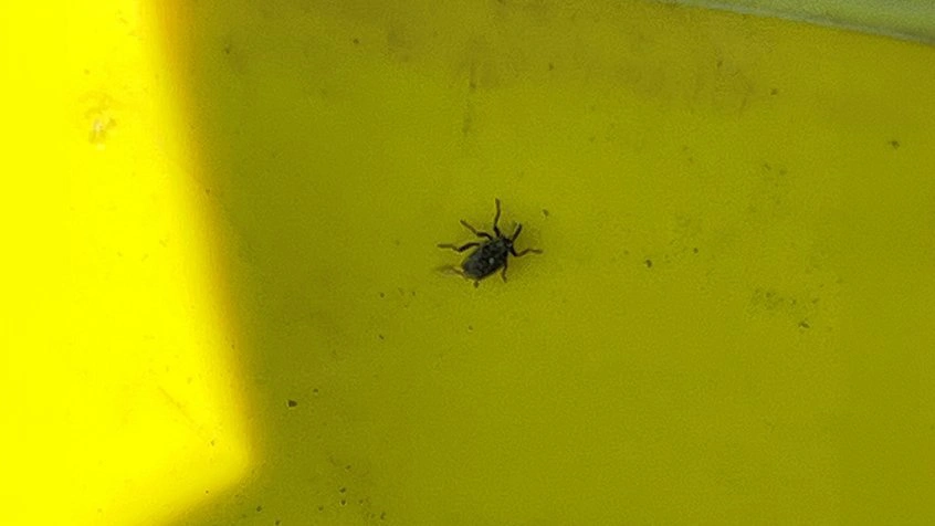 Bladribbesnudebille i fangbakke i registreringsnettet ved Bredebro. Den lyse prik på ryggen kan skimtes. Fotograferet 7. april 2026 af Marianne Lorenzen, LRS.