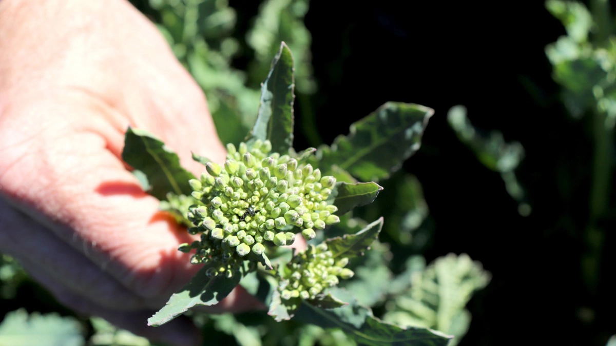 De første knopper begynder nu at vise sig i vinterrapsen og dermed også glimmerbøsser. Mospilan har lige fået en minor use-godkendelse i vinterraps til bekæmpelse af glimmerbøsser, når skadetærskel på fem til ti biller er overskredet, oplyser Hans Jørgen Bak, Agriadvice. Arkivfoto: Jørgen P. jensen