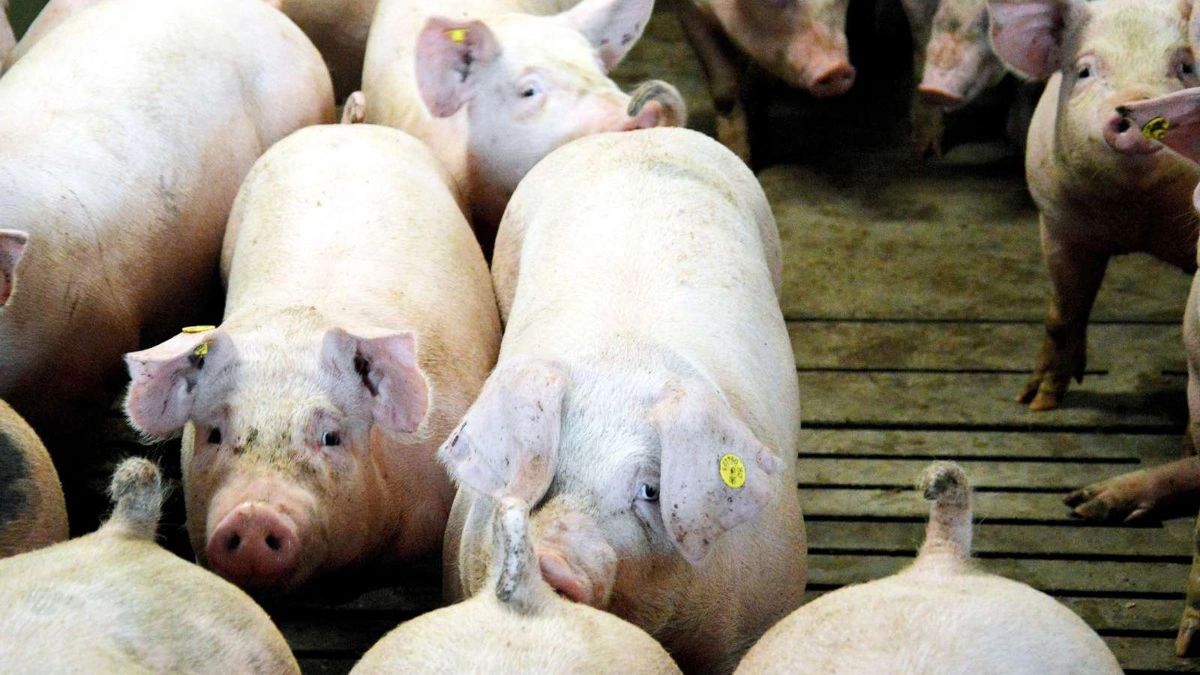 L&F Gris har sammenlignet produktiviteten i bornholmske slagtesvinebesætninger med og uden AP2. Arkivfoto: Camilla Bønløkke