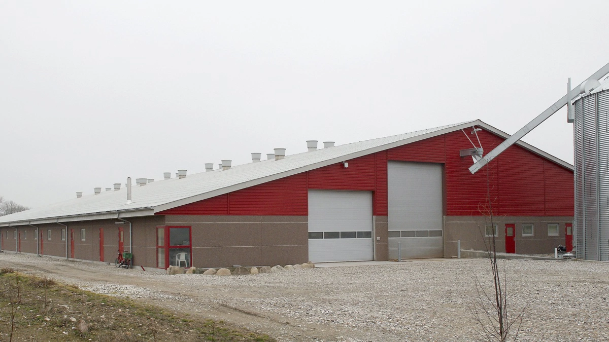 Kommunerne vil have mere hånd i hanke med udbygning af svinestalde, men det er en udvikling, der risikerer at skade landbruget, advarer L&F om. Arkivfoto